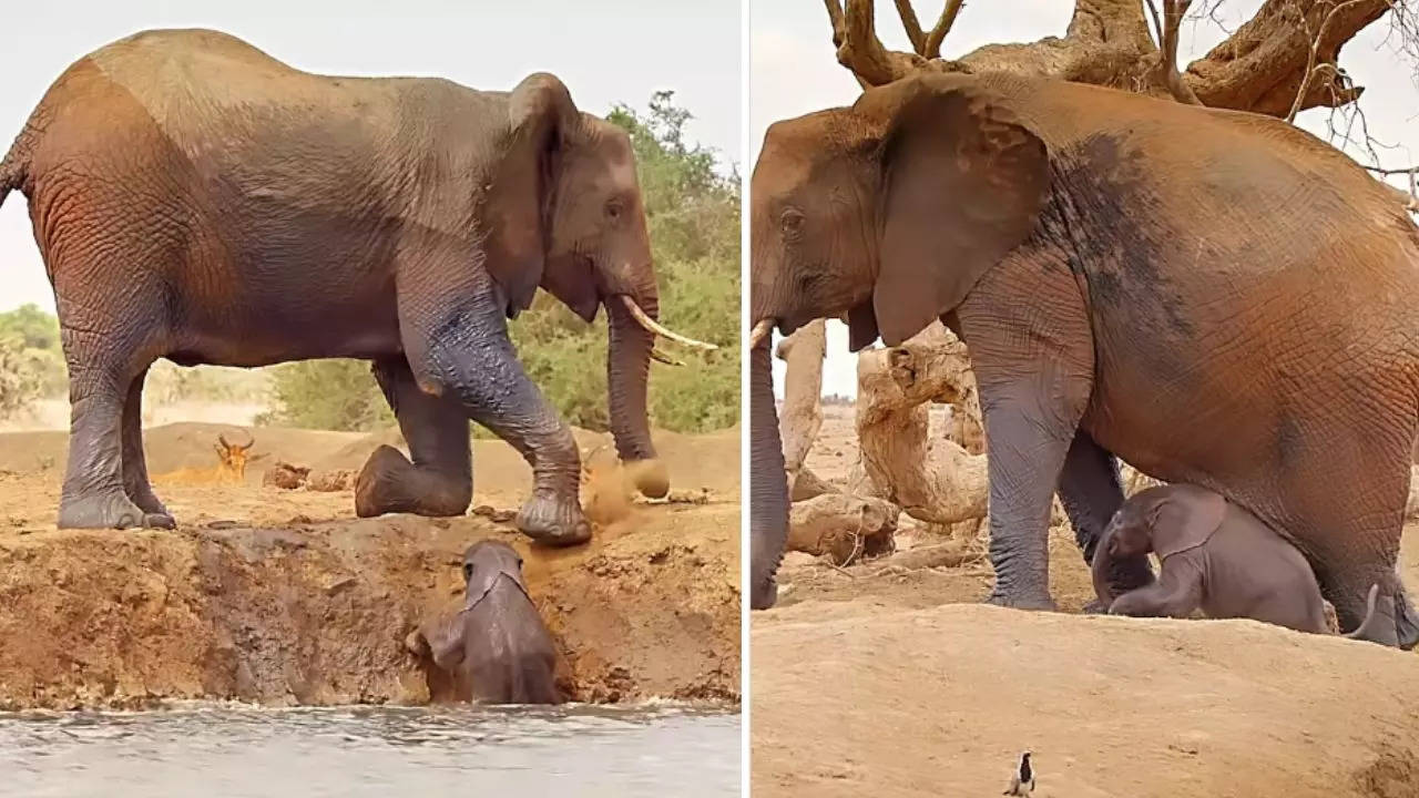 Elephant video