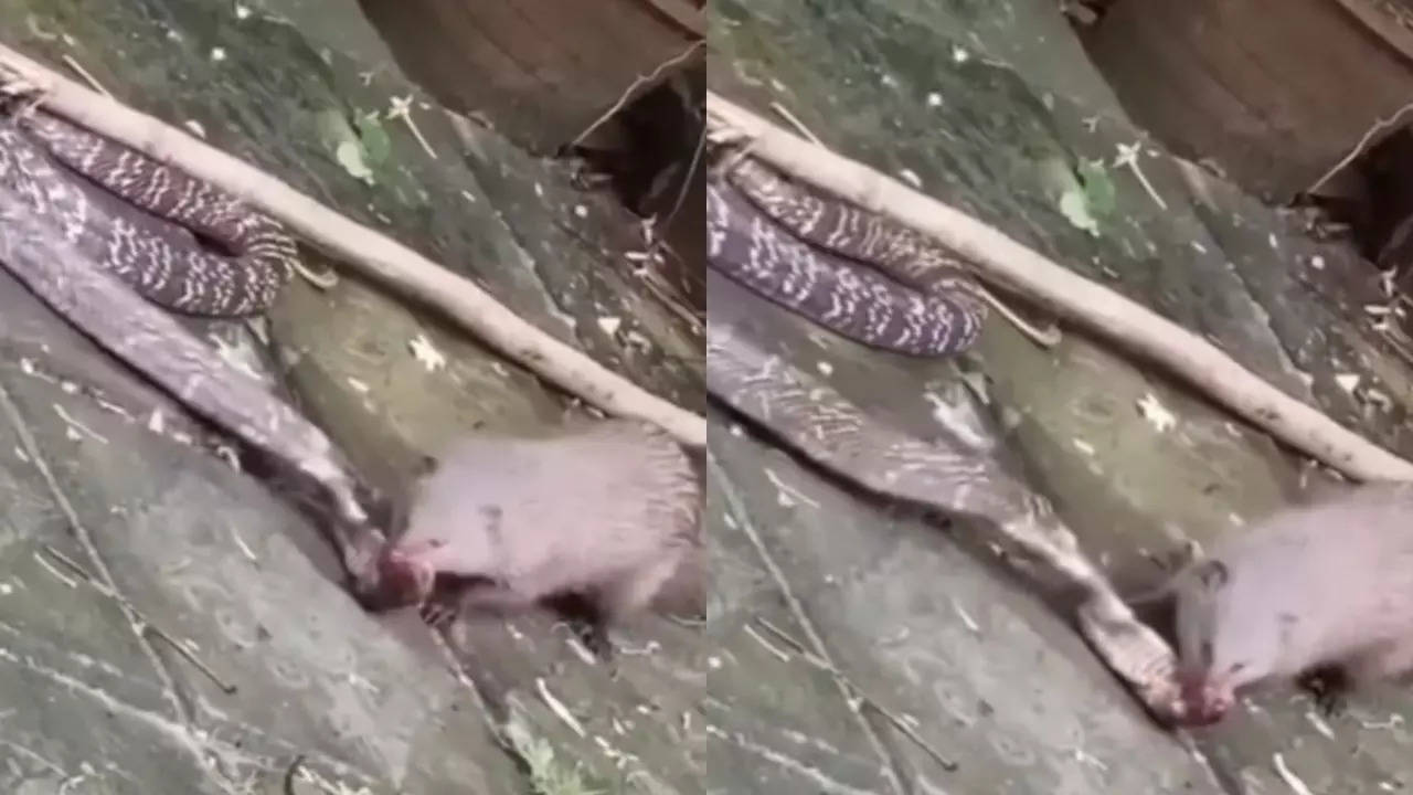 Snake Fight Video