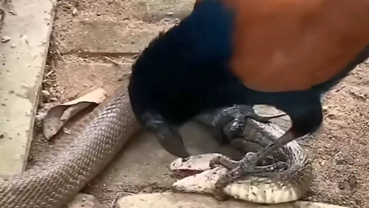 Snake Video 