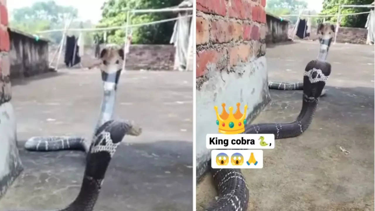 king cobra fight video