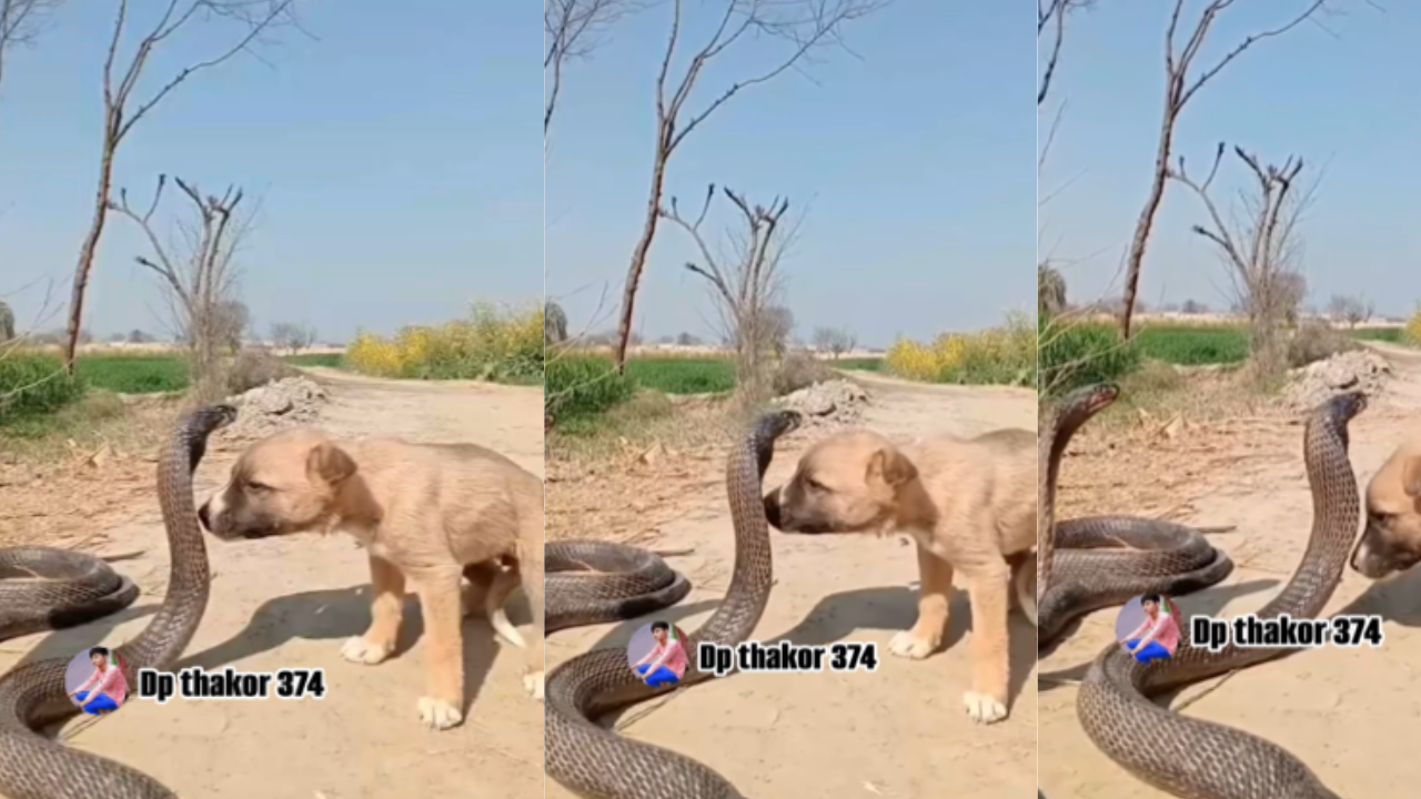 dog snake video