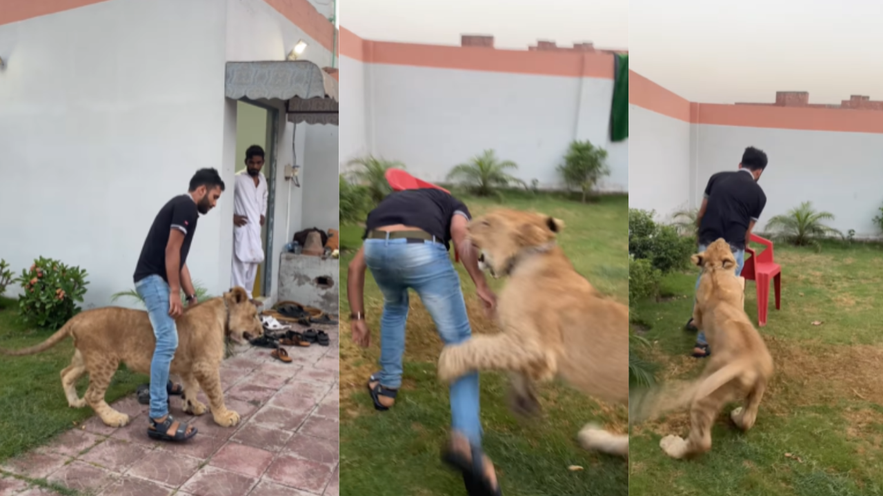 lion attack video