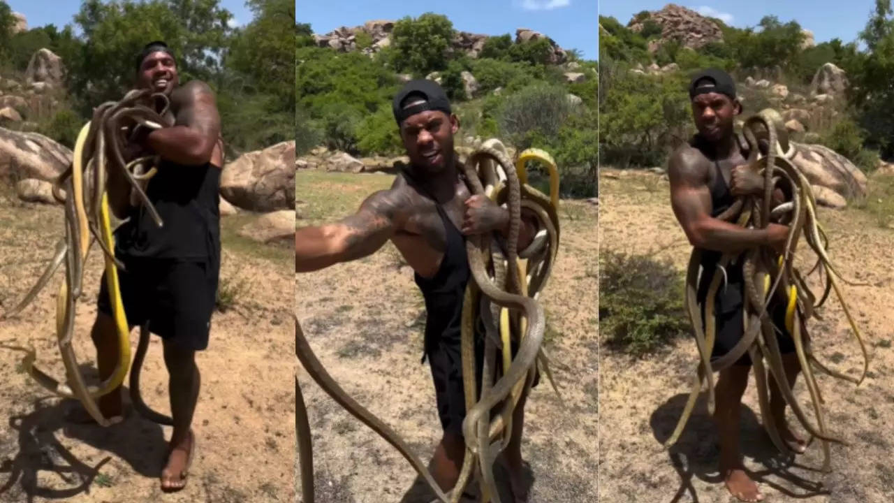 Snake Viral Video