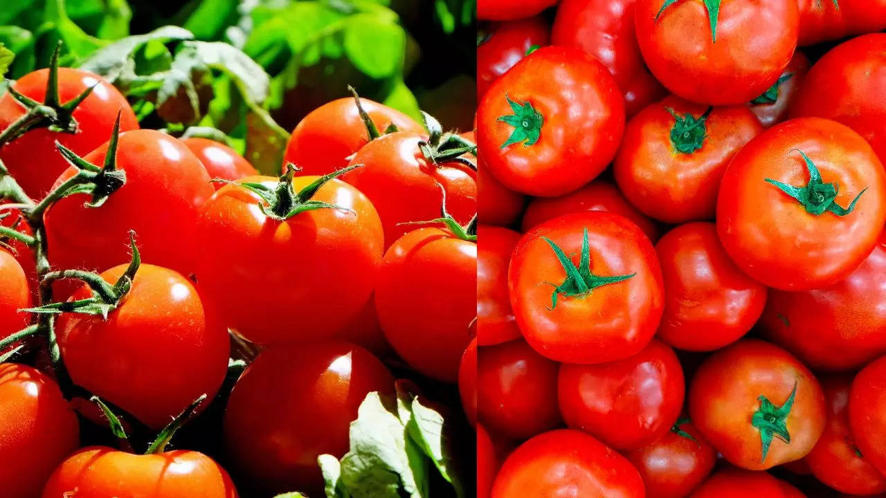 Tomato prices, shortage of tomato supply