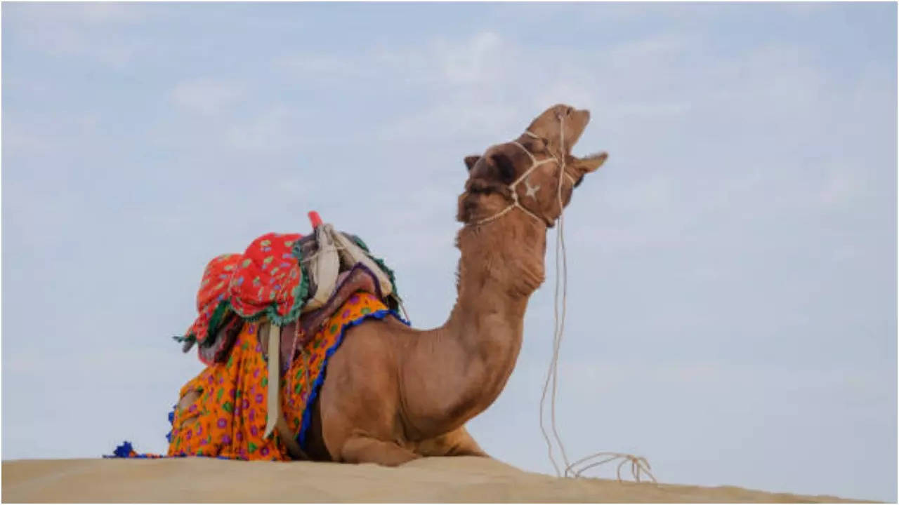 Camel