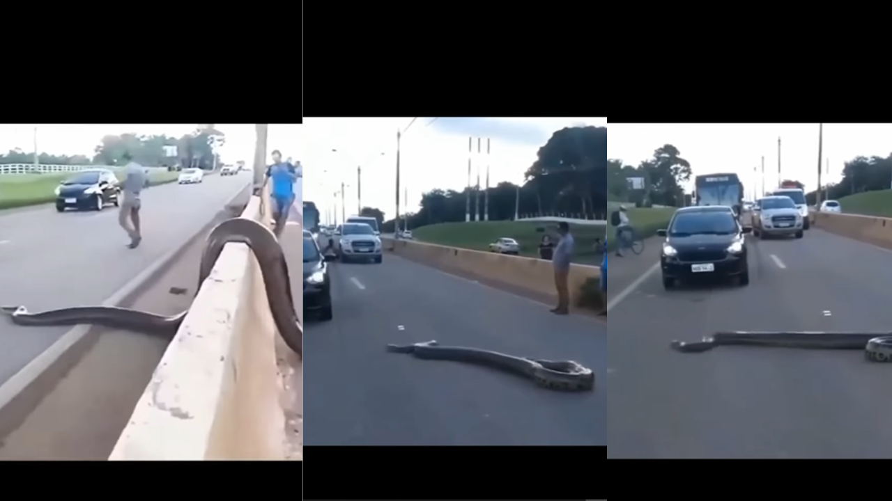 snake viral video