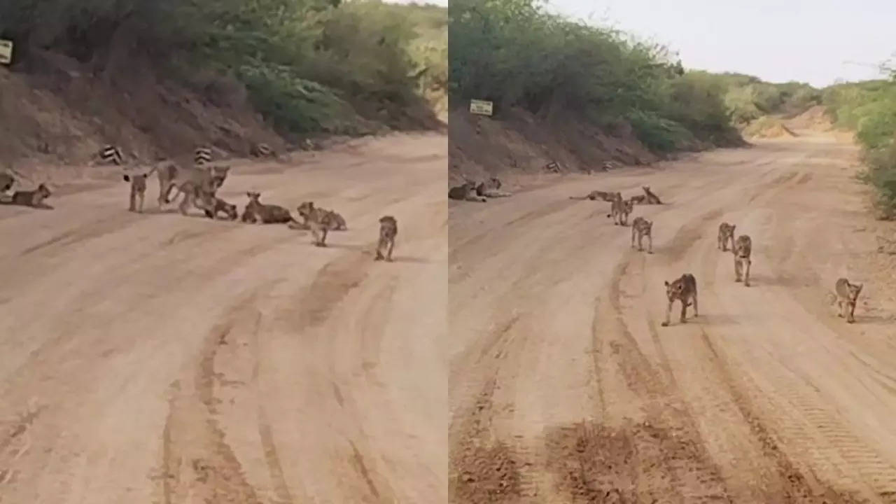 lion in amreli