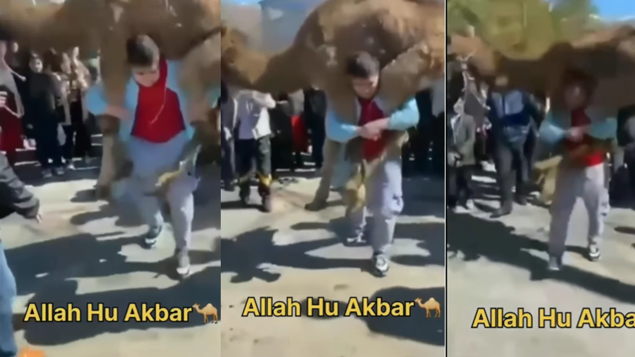 camel viral video