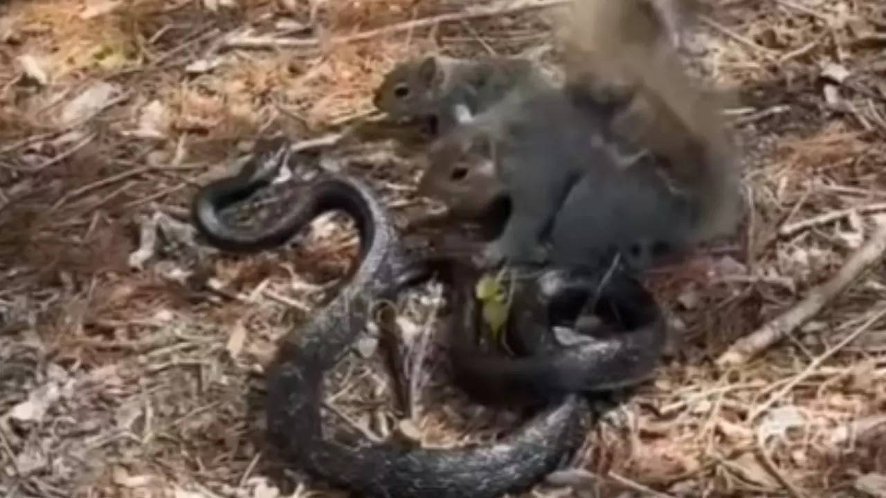 snake attack