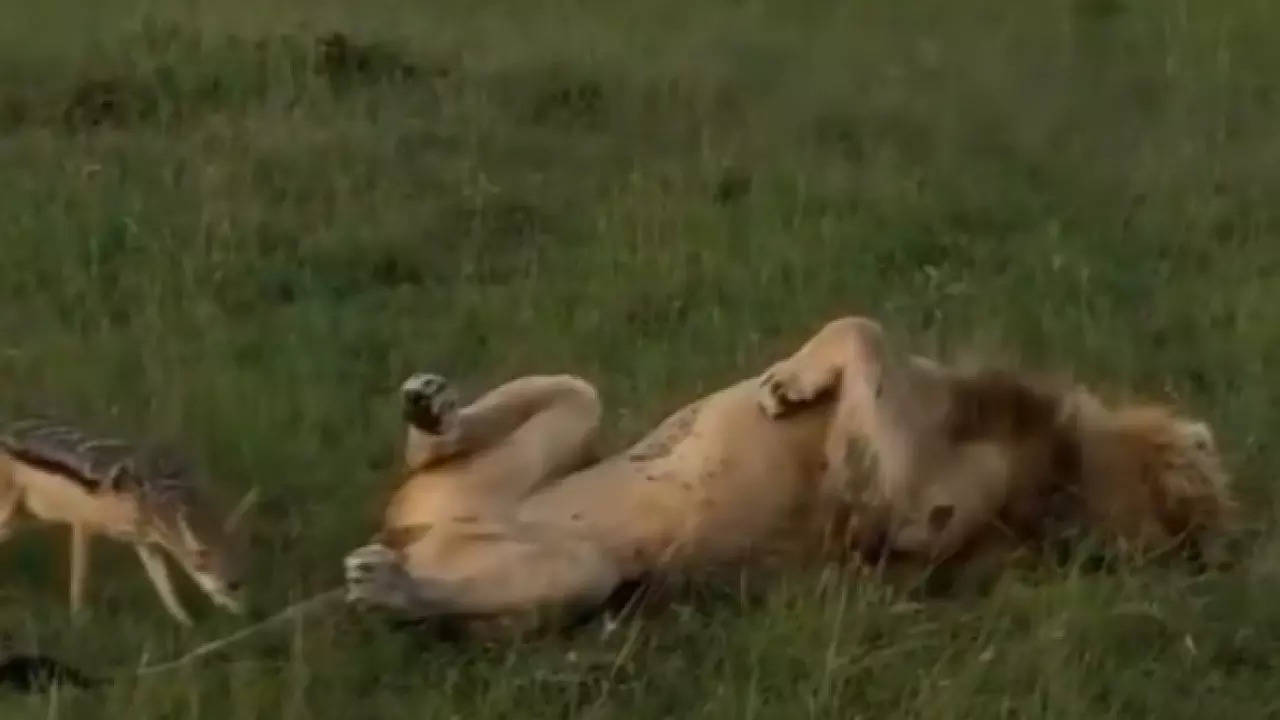 Lion Funny Video