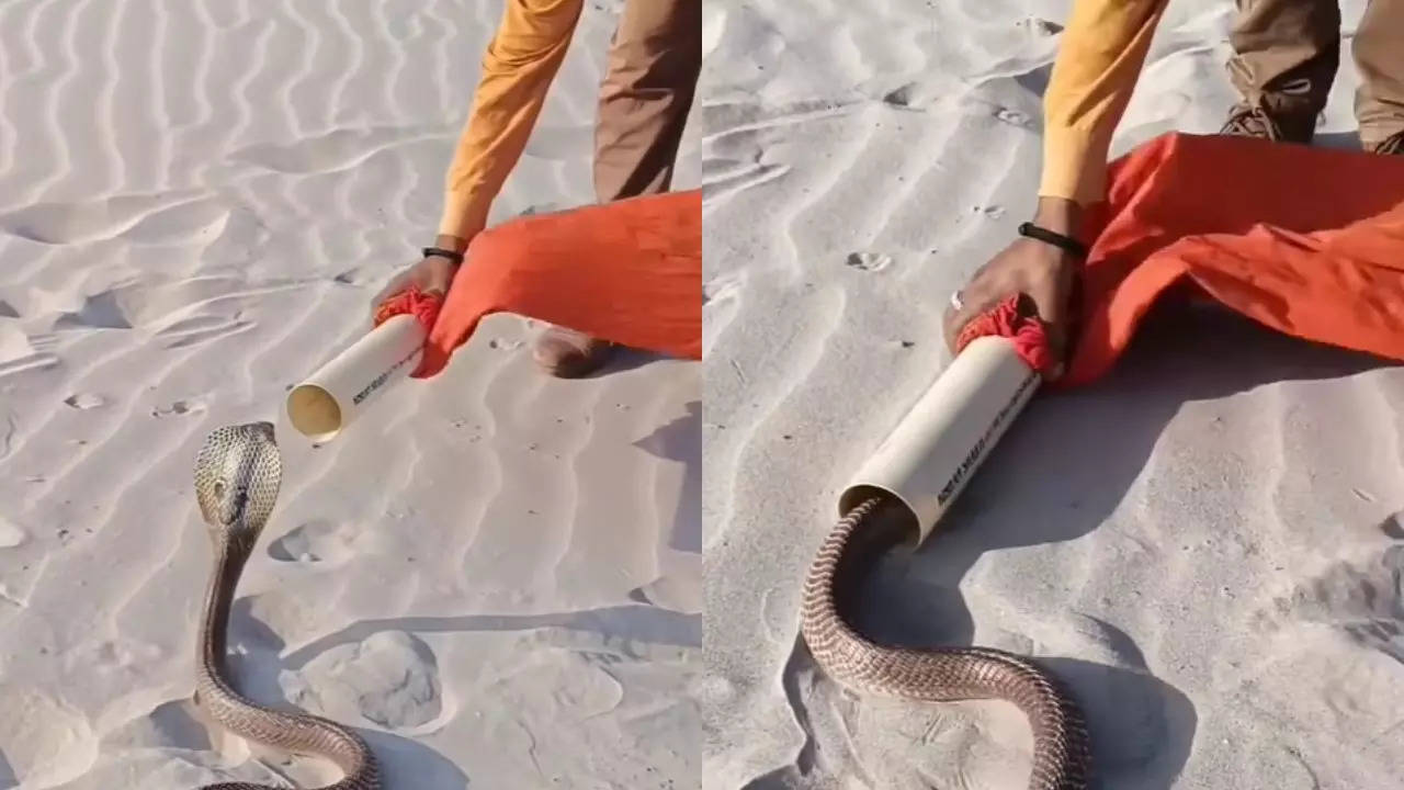 Snake Video