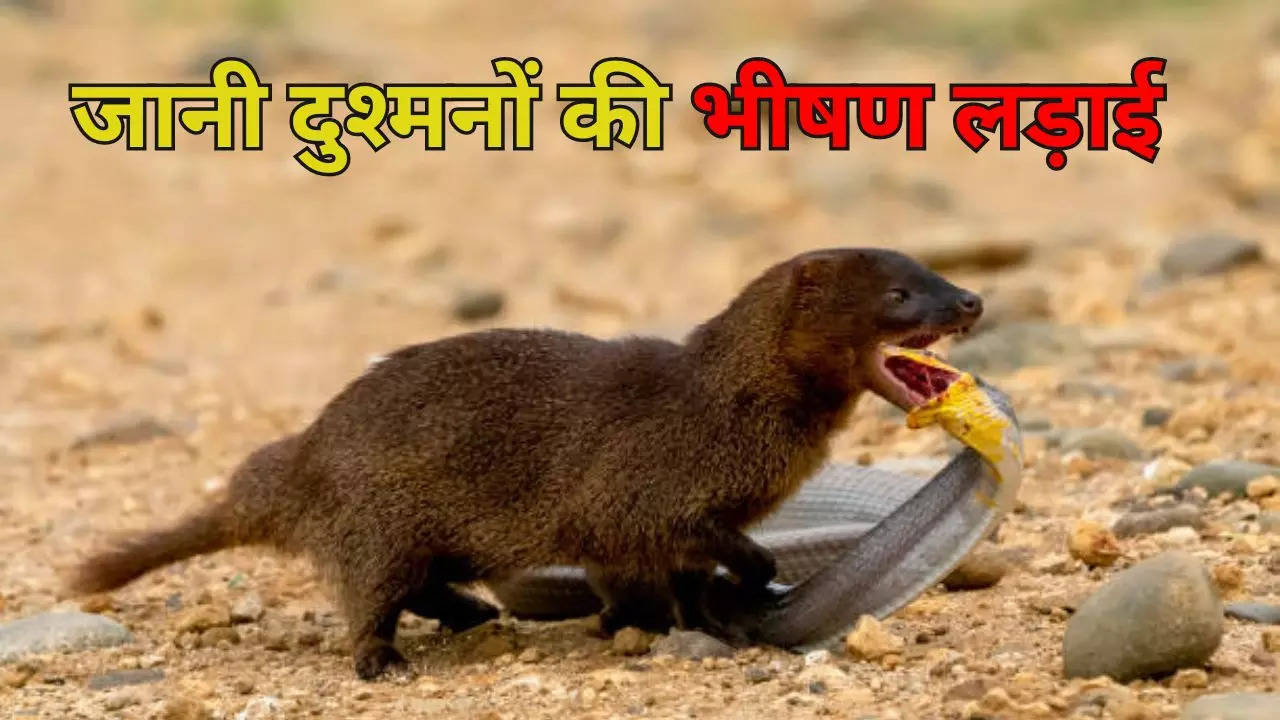 mongoose snake