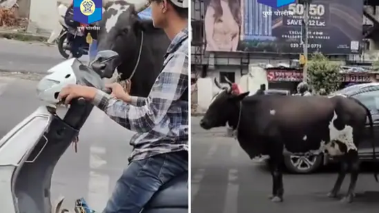 ट्रैफिक सिग्‍नल पर इंताजर करती गाय।