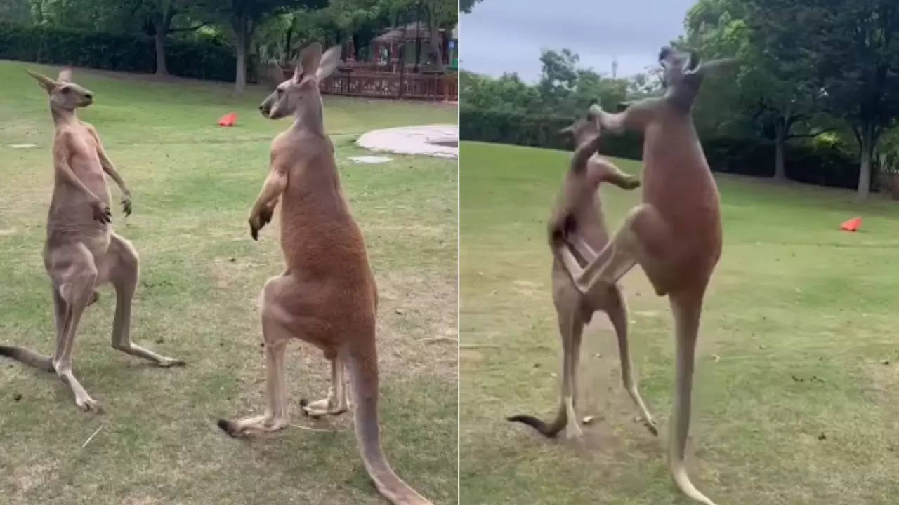 Kangaroos Fight Video