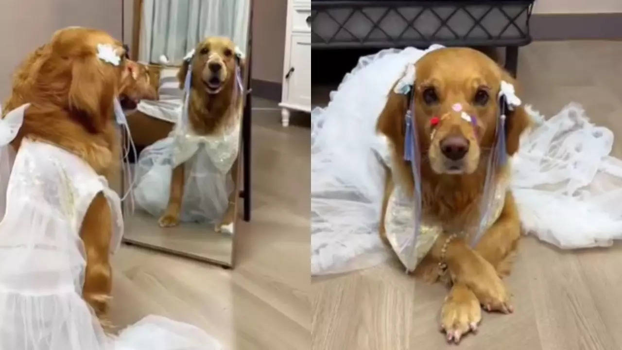 Dog Makeup Viral Video