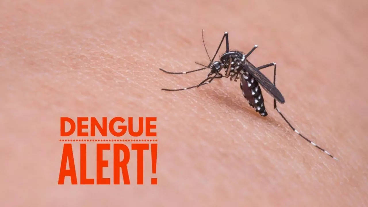 How To Prevent Dengue In Rainy Season