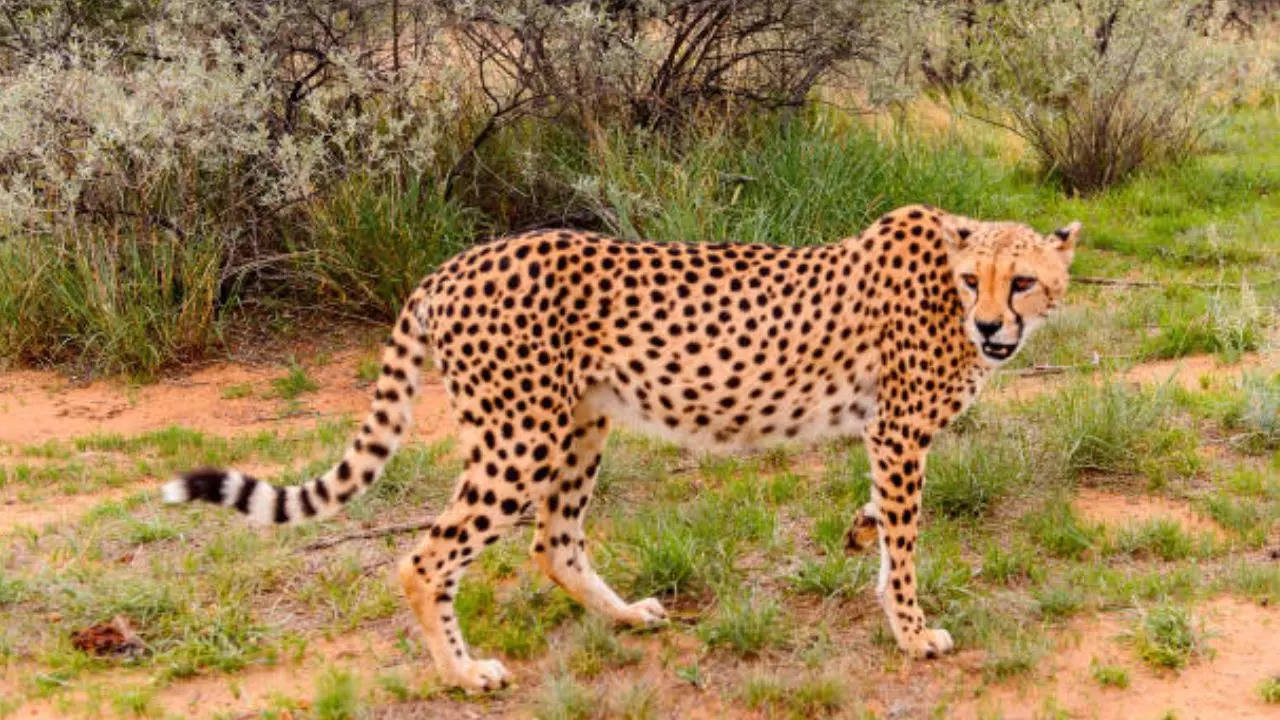 Cheetah