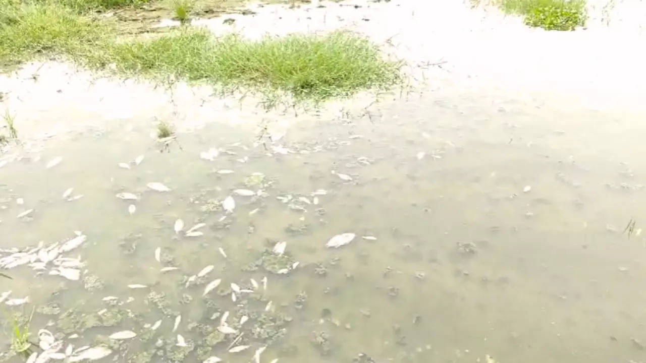 fishes Died in polluted yamuna