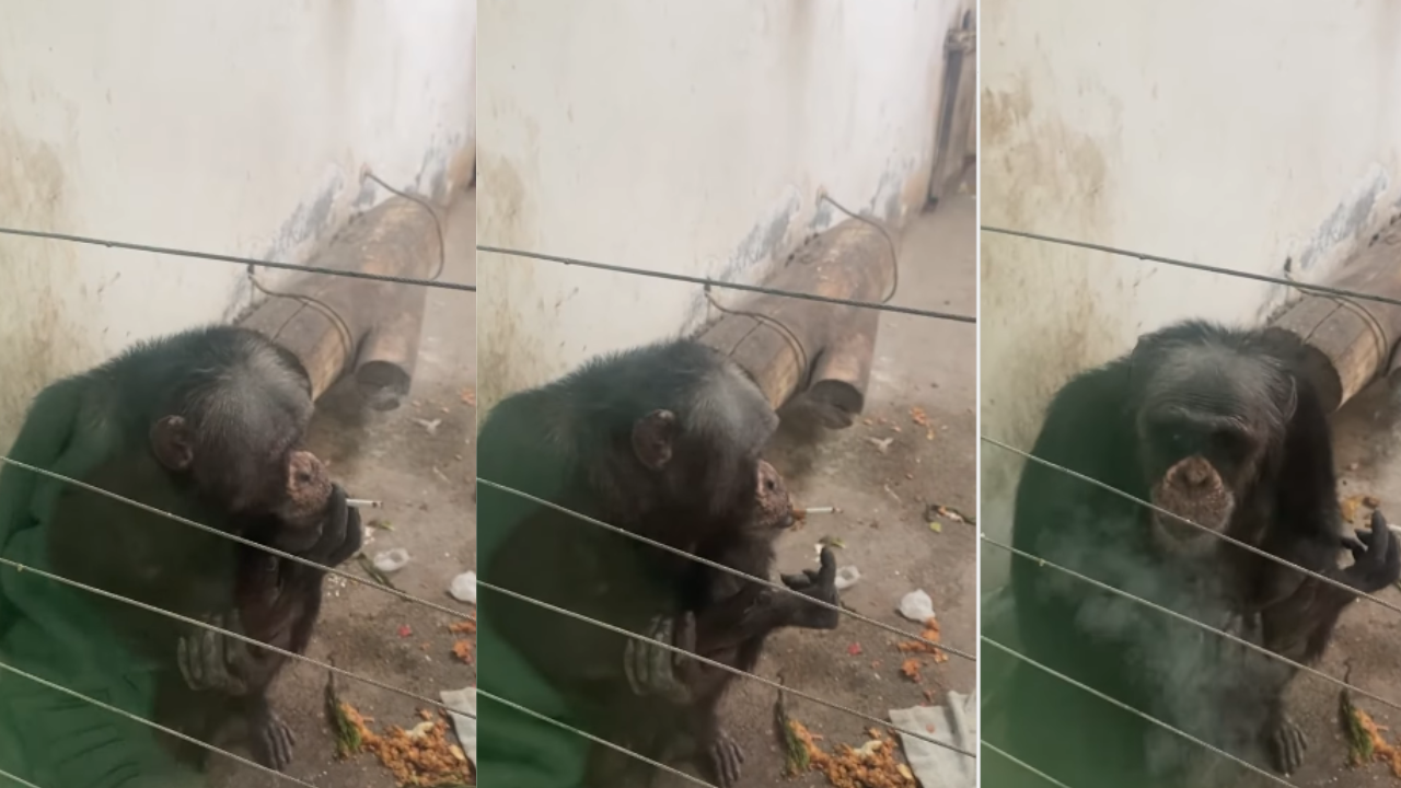 Chimpanzee smoking cigarette