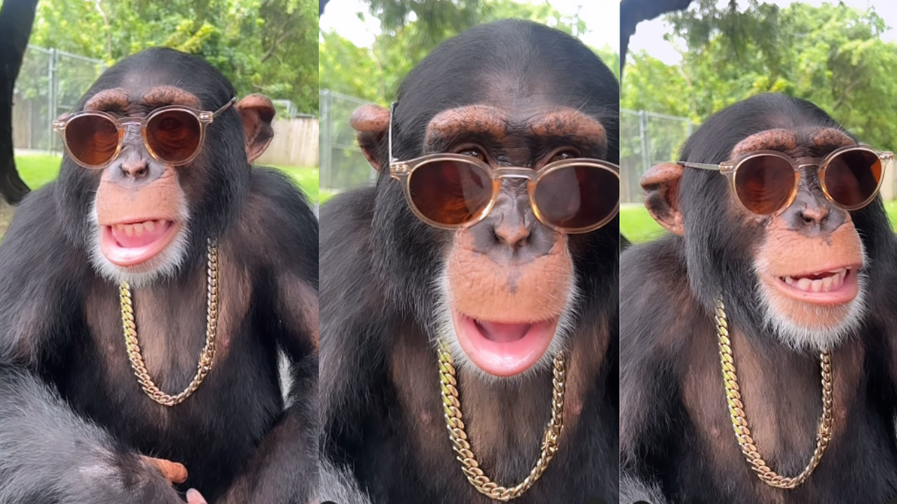 Chimpanzee video