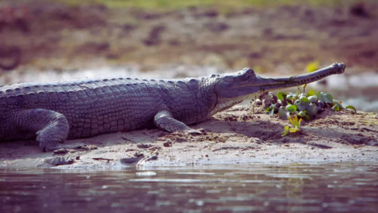 Gharial