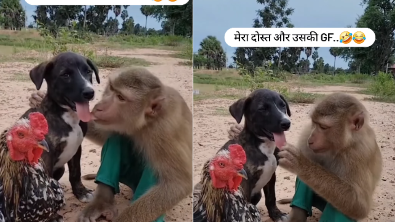 Monkey Dog Romance