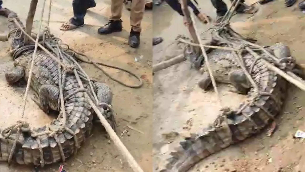 hardoi crocodile viral video 