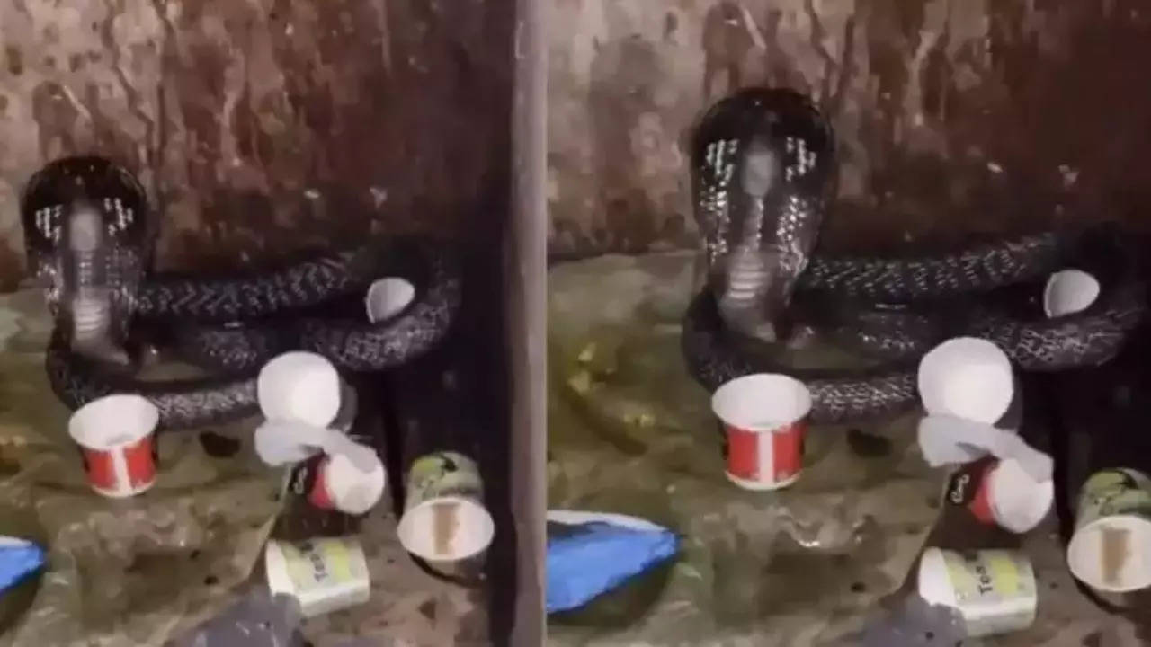 Ghaziabad Police Station King Cobra