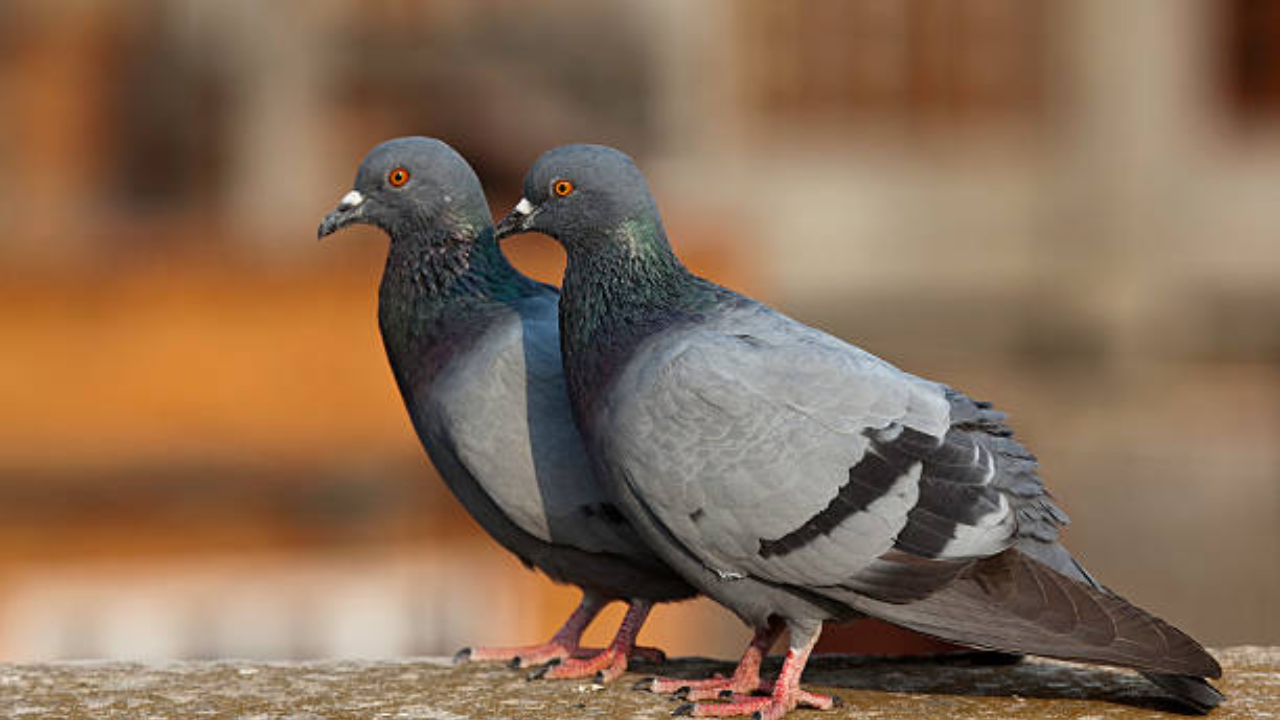 Pigeon causes of this disease