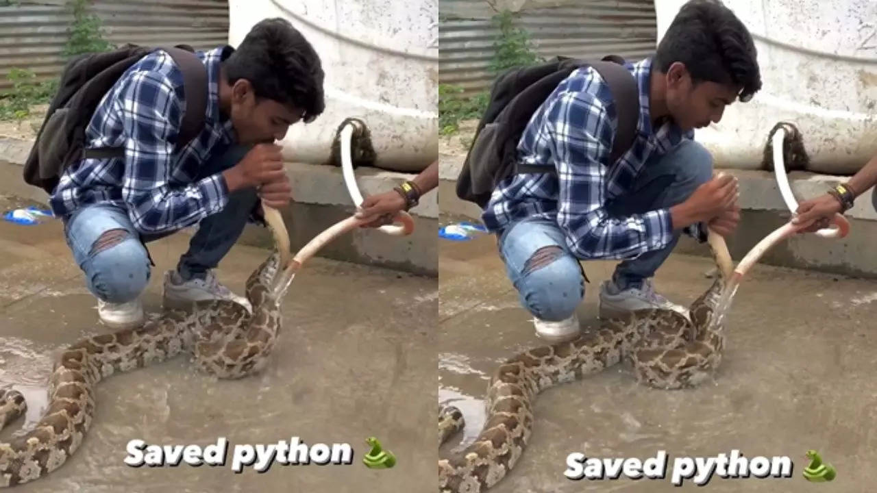 Giving CPR To Python Viral Video