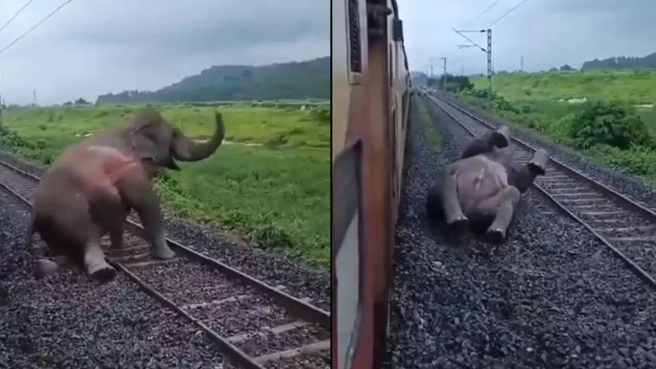 train elephant