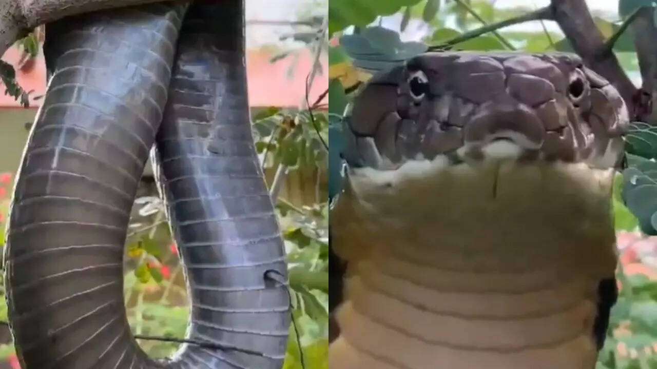 Snake Ka Video