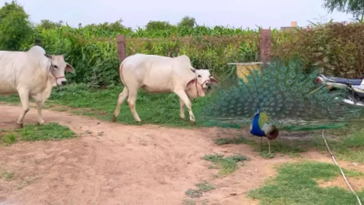 cow and peocock