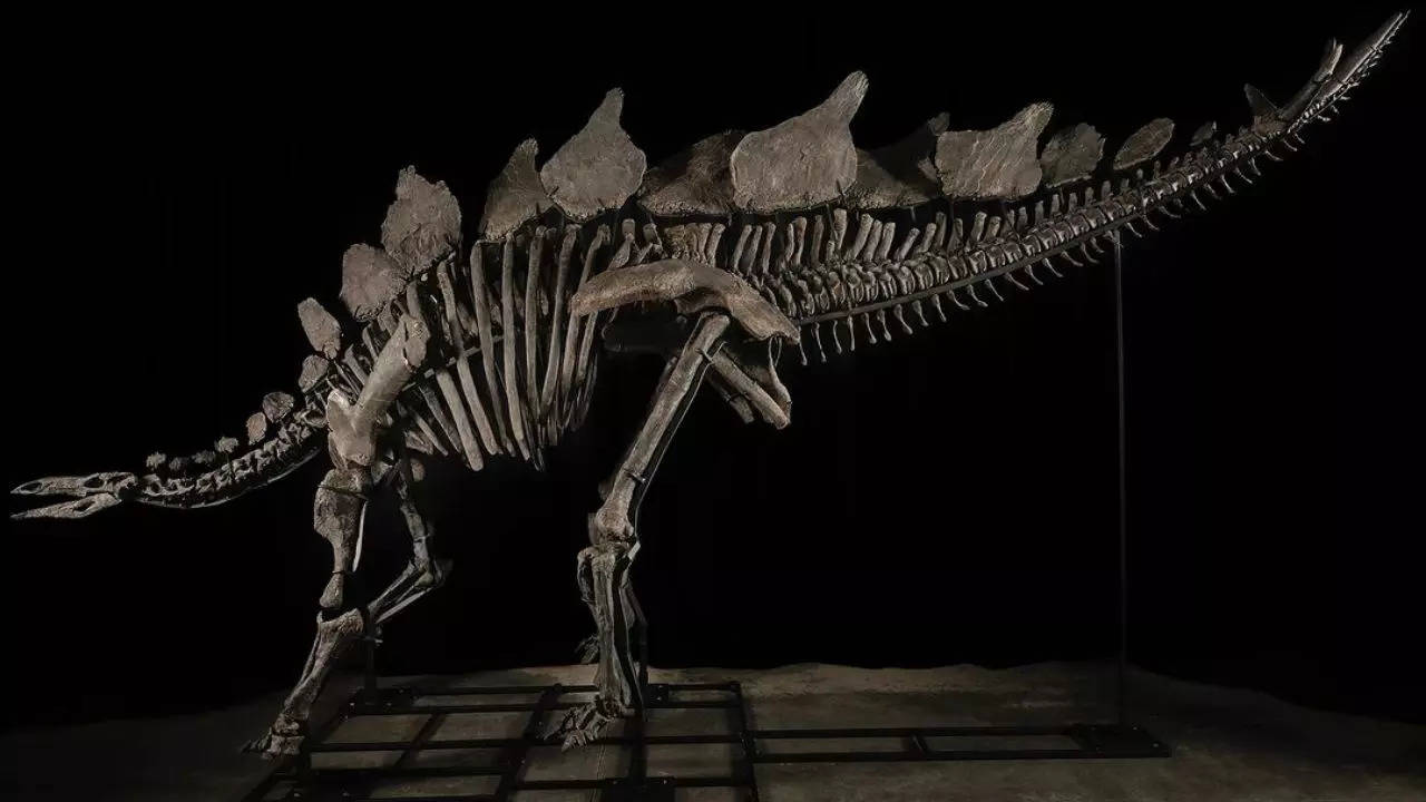 Dinosaur Skeleton Auctioned in New York