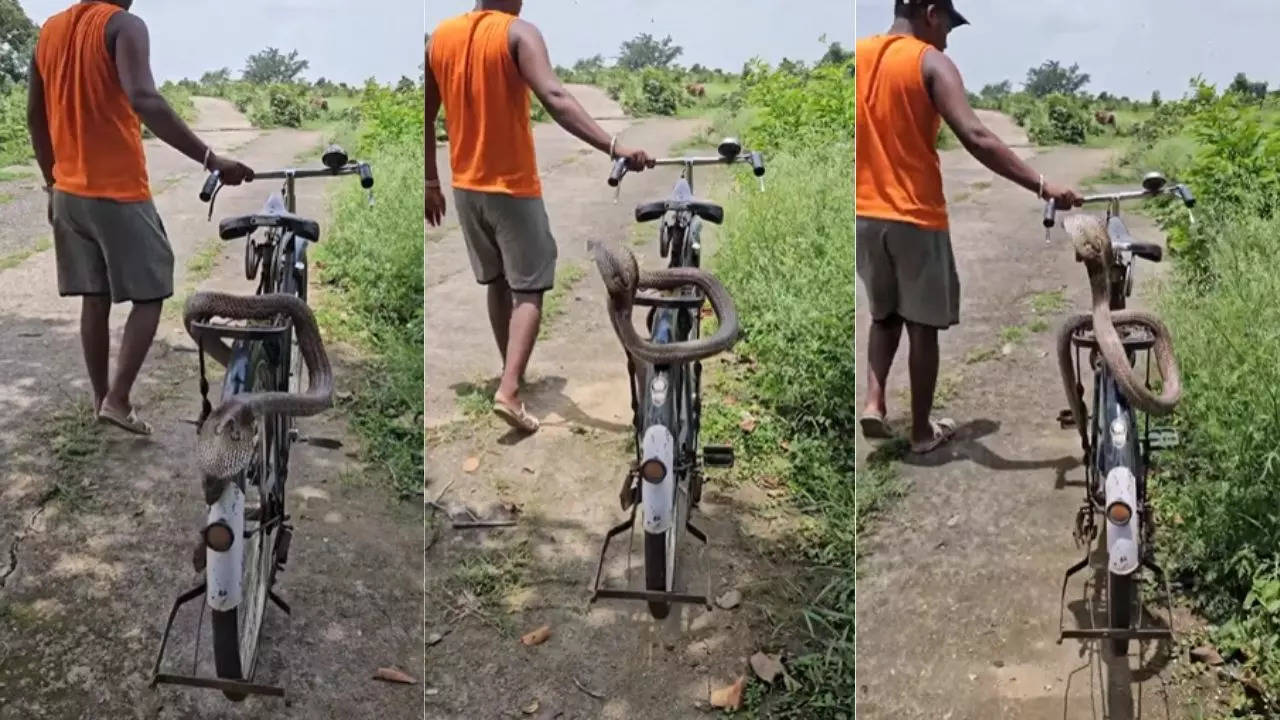 Cobra On Bicycle Viral Video