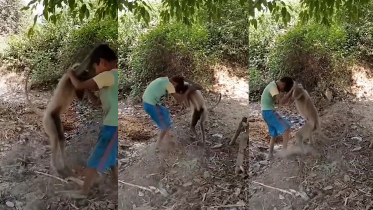 Boy Monkey Fight Video