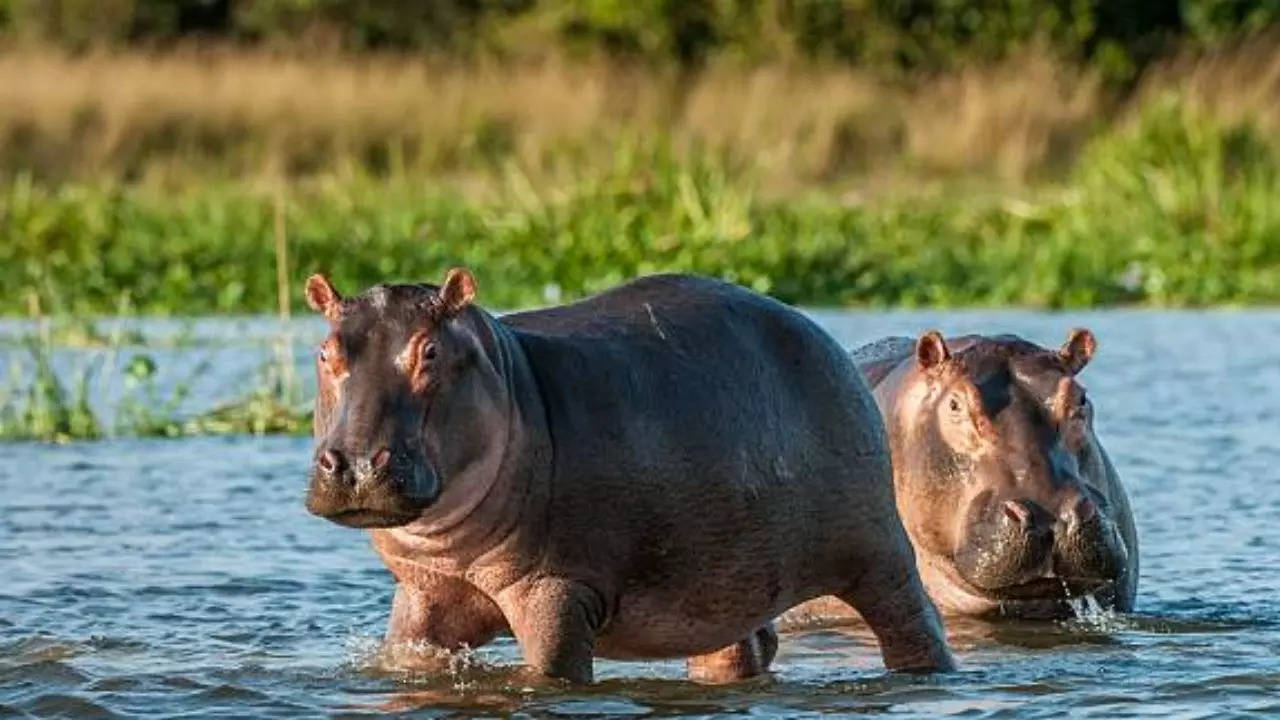 Hippos Don't Fly