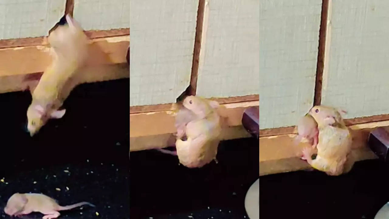 Rat Viral Video