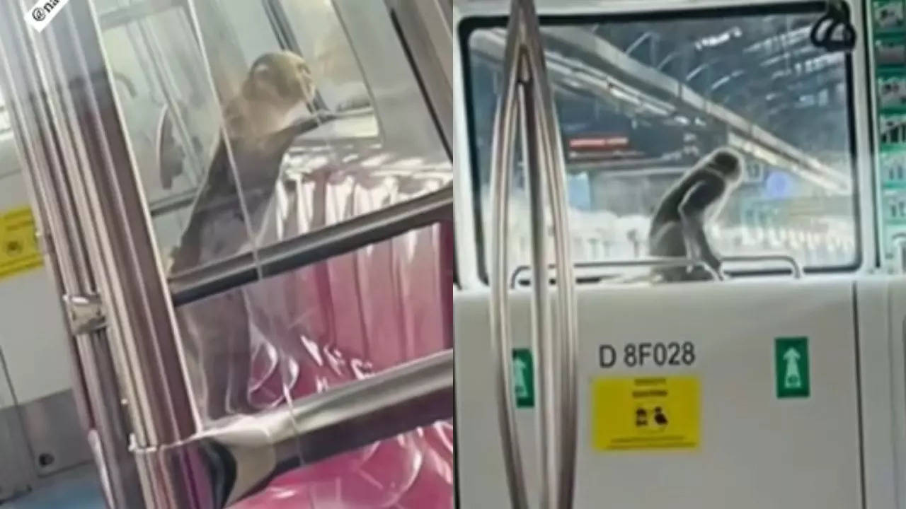 Monkey Travelling Inside Delhi Metro