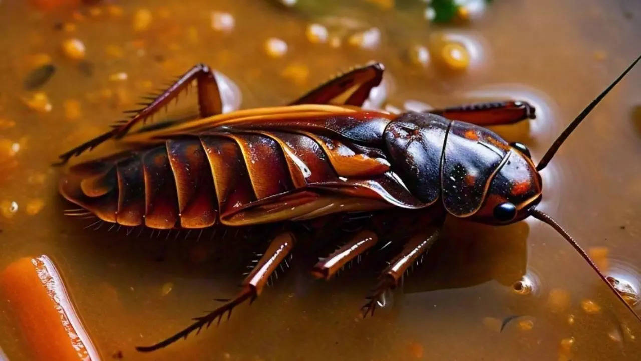 Dead cockroach in sambar Hyatt Ahmedabad