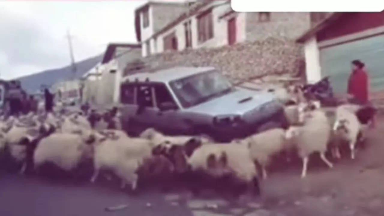 Sheep Video