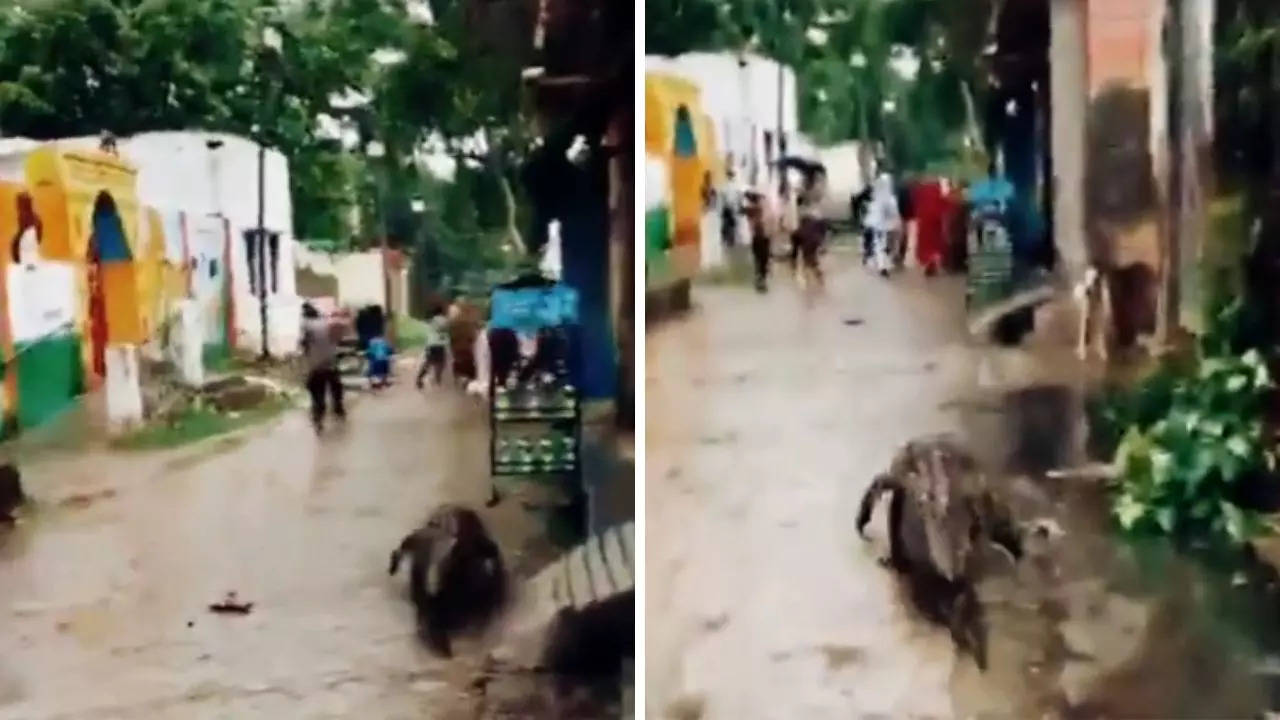 Crocodile in Bijnor