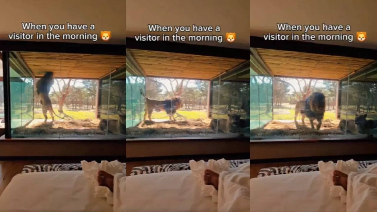 Zoo Wildlife Viral Video