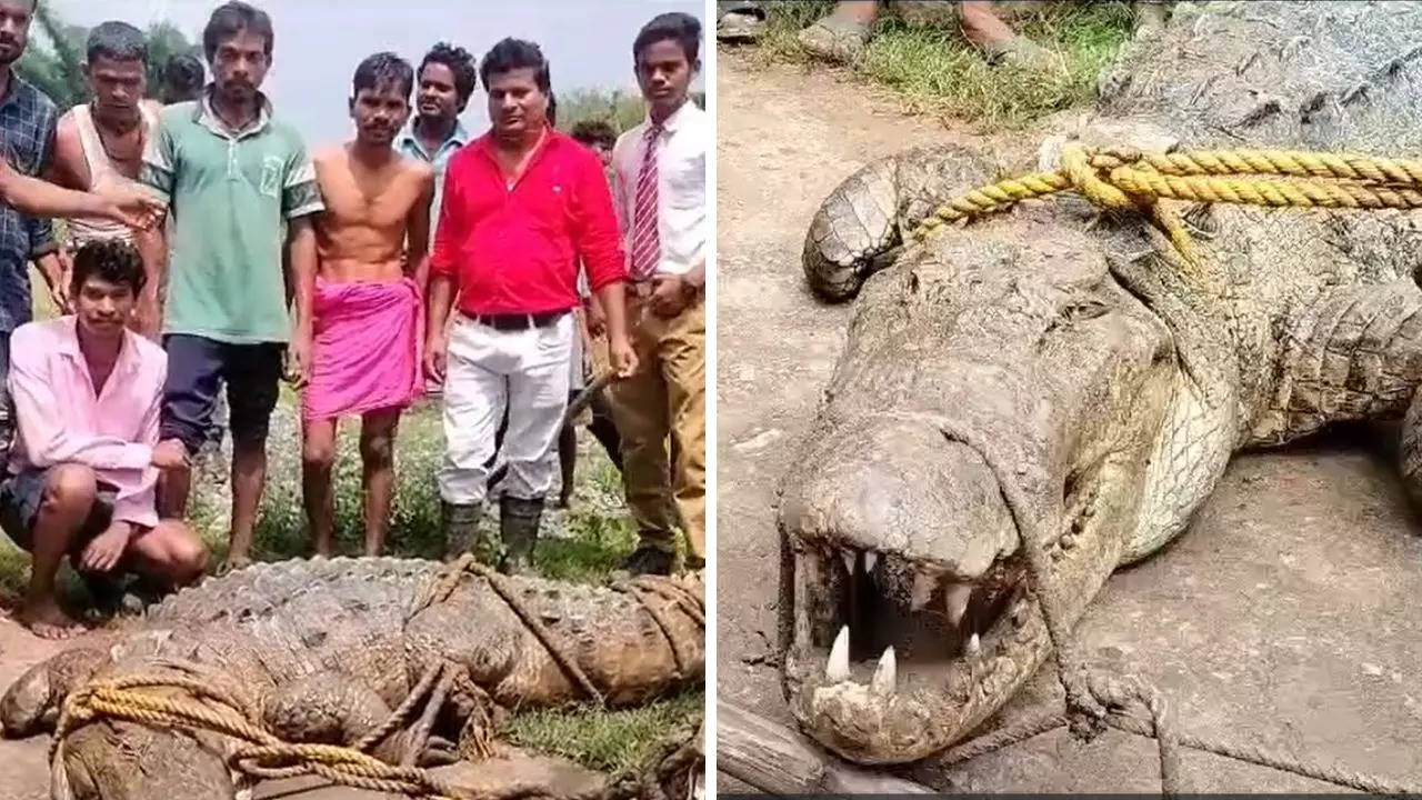 Bilaspur Crocodile