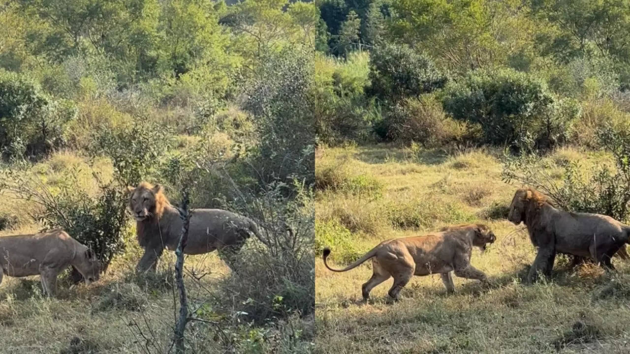 Lion lioness Fight video