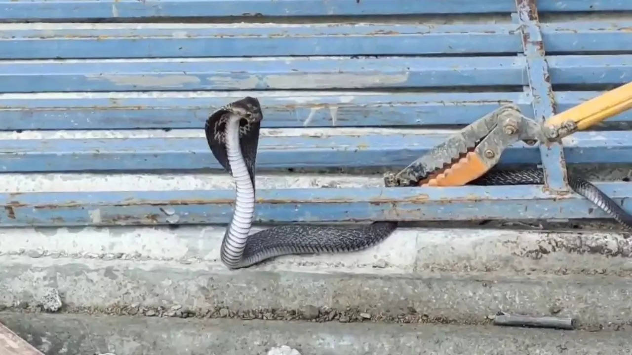 Etawah Temple Snake