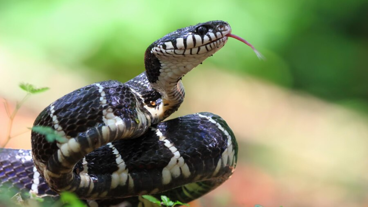 Which Plant Can Be Used To Treat Snake Bite