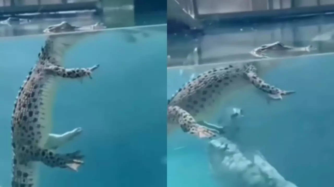 Crocodile Video