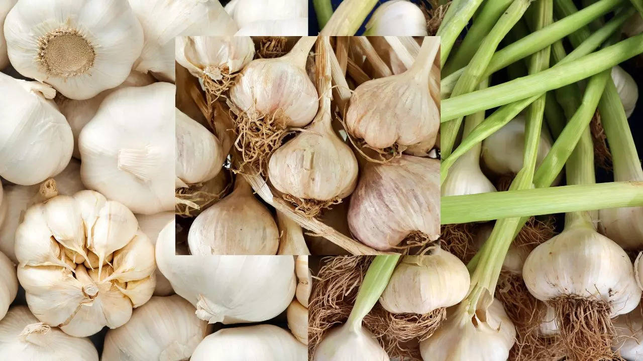 garlic spice or vegetable