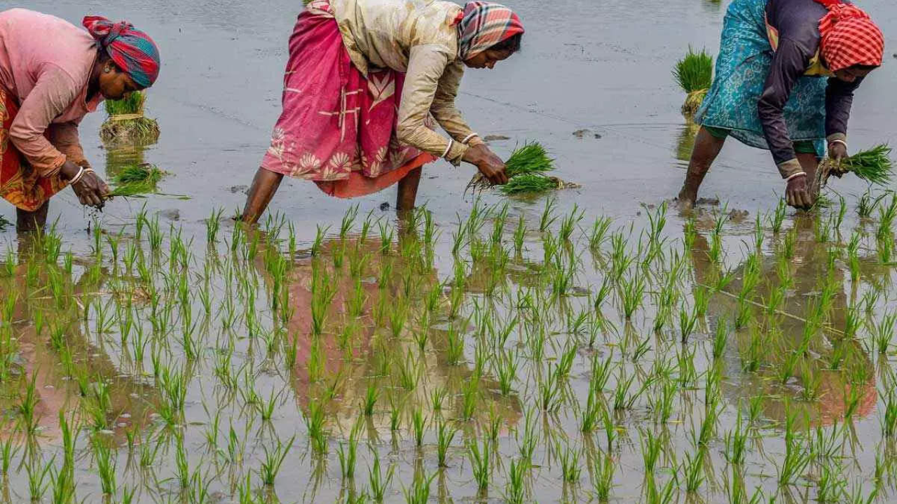 Paddy Acreage Kharif 